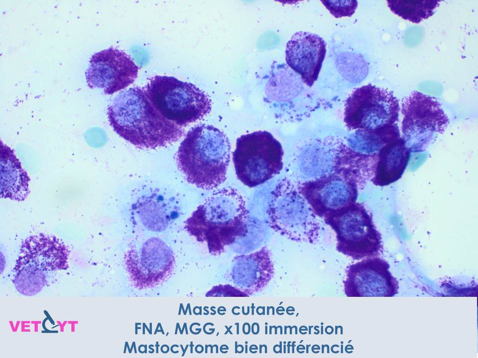 cytologie-mastocytome