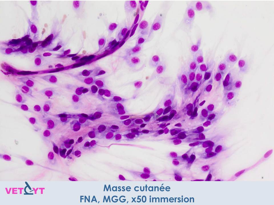 cytologie-pericytome