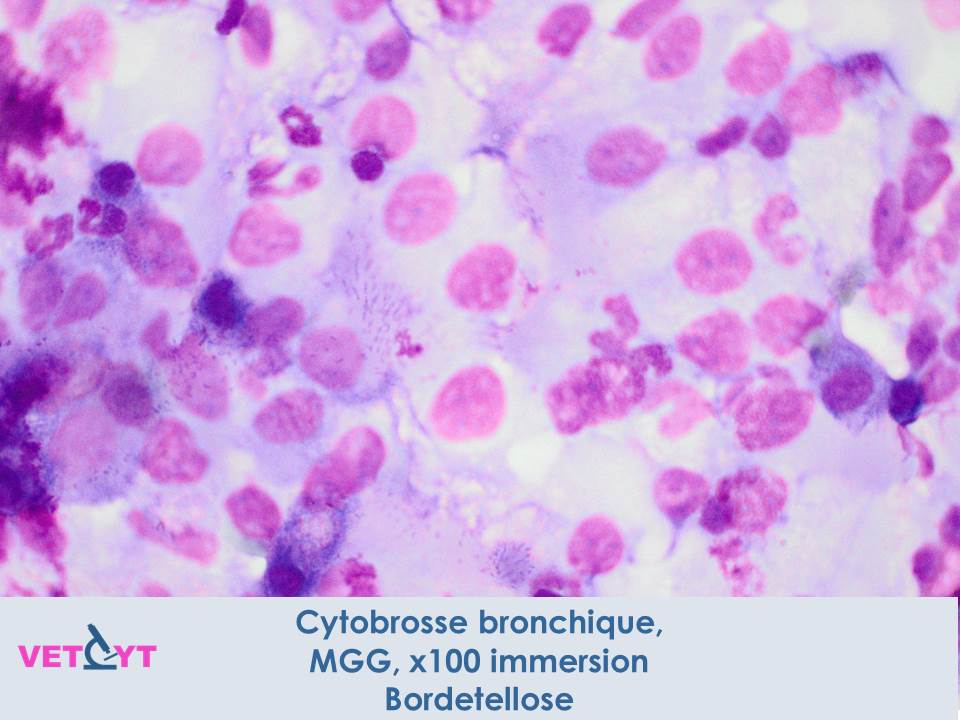 cytologie-bordetellose