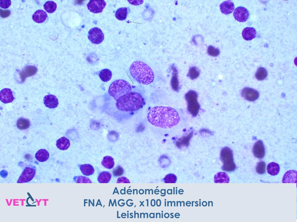 cytologie-leishmaniose