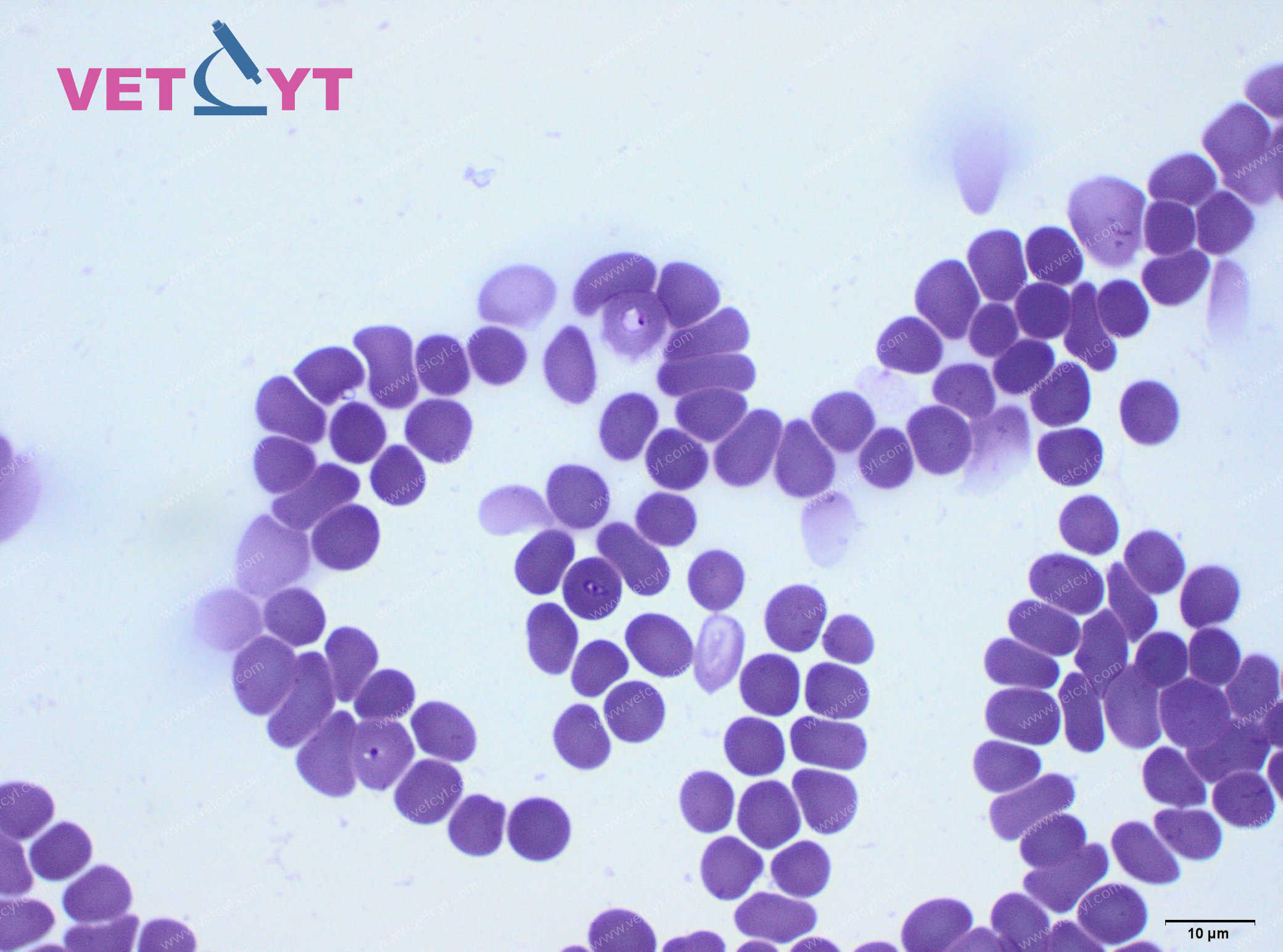Babesia (petites formes, chien)