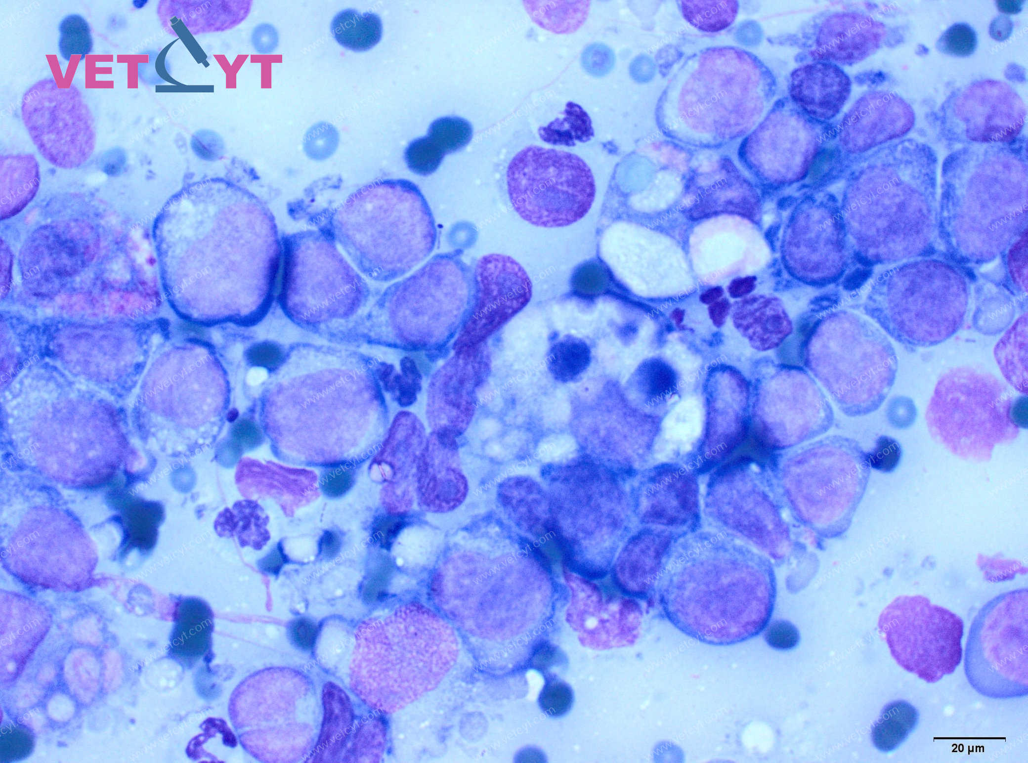 Carcinome naso-pharyngé (chat)