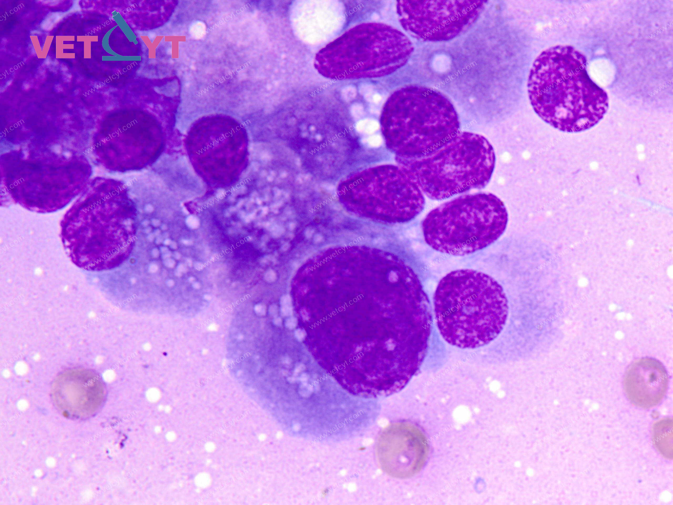 Adénocarcinome thyroïdien (chien)
