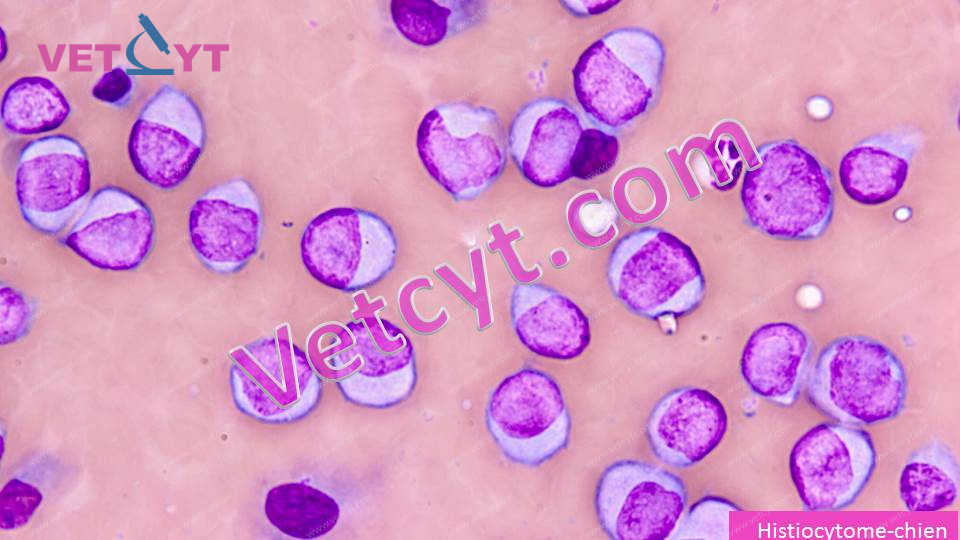 Histiocytome (chien)
