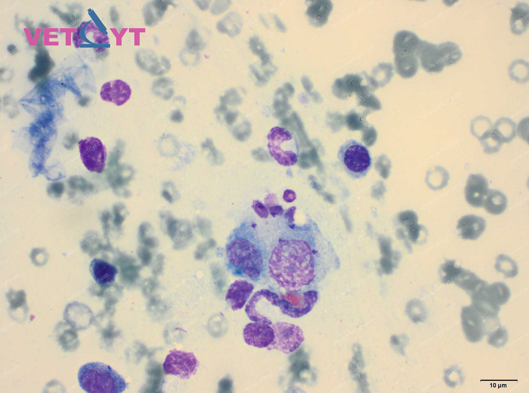 Leishmanies