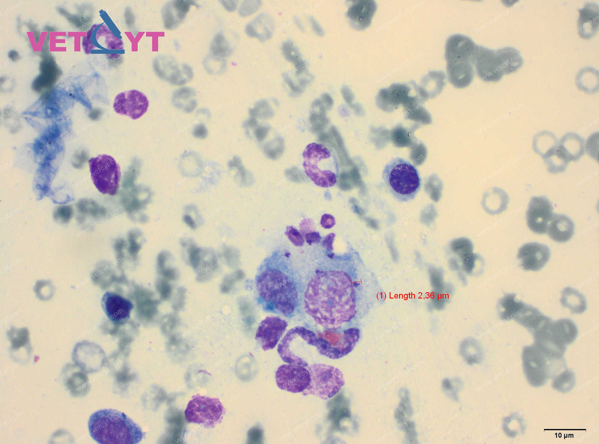 Leishmanies