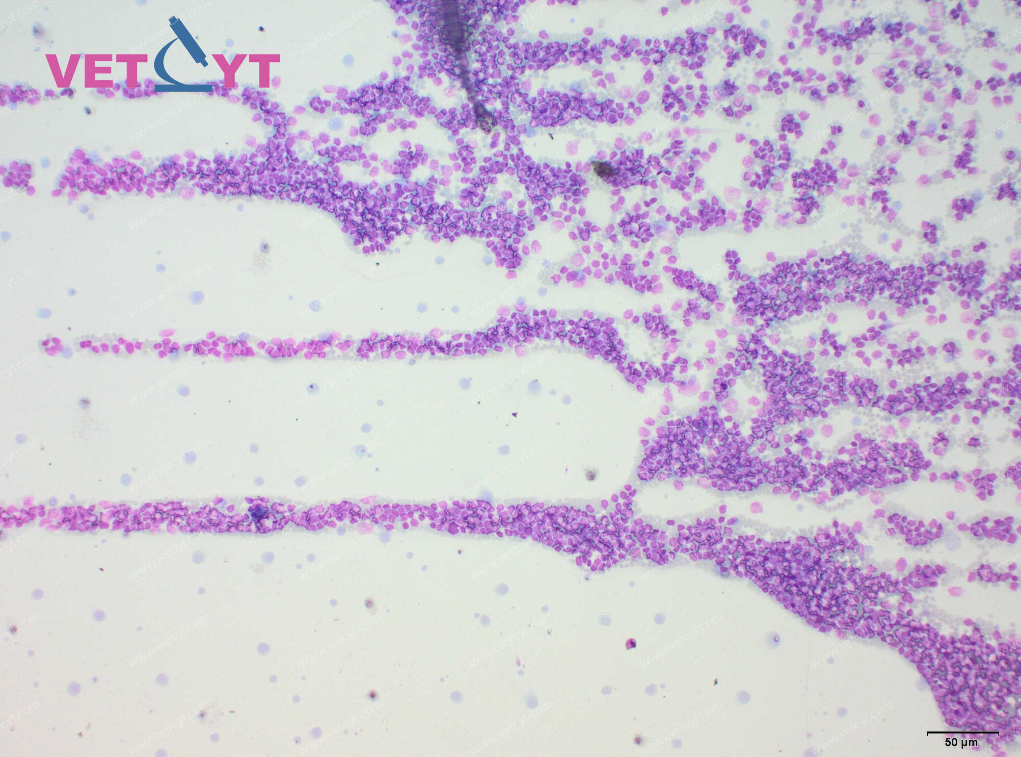 Leucémie lymphoïde (chien)