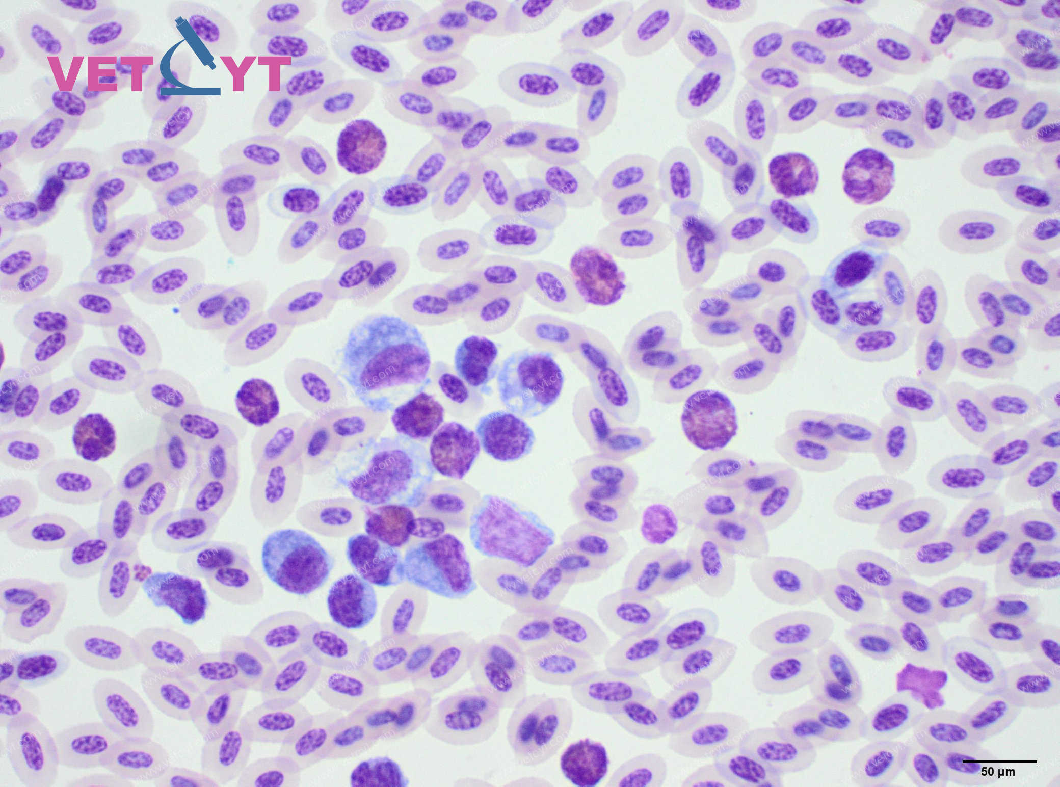 Leucocytose / hétérophilie (perruche)