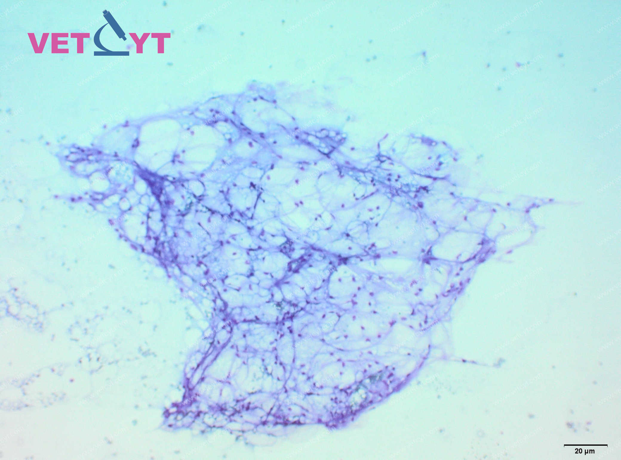 Lipome (chien)