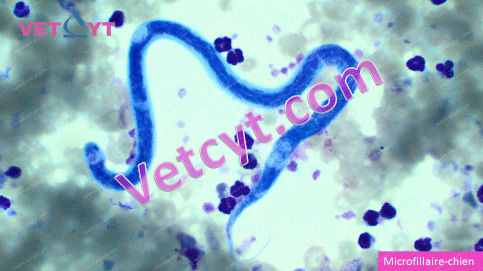 Microfilaire (chien)