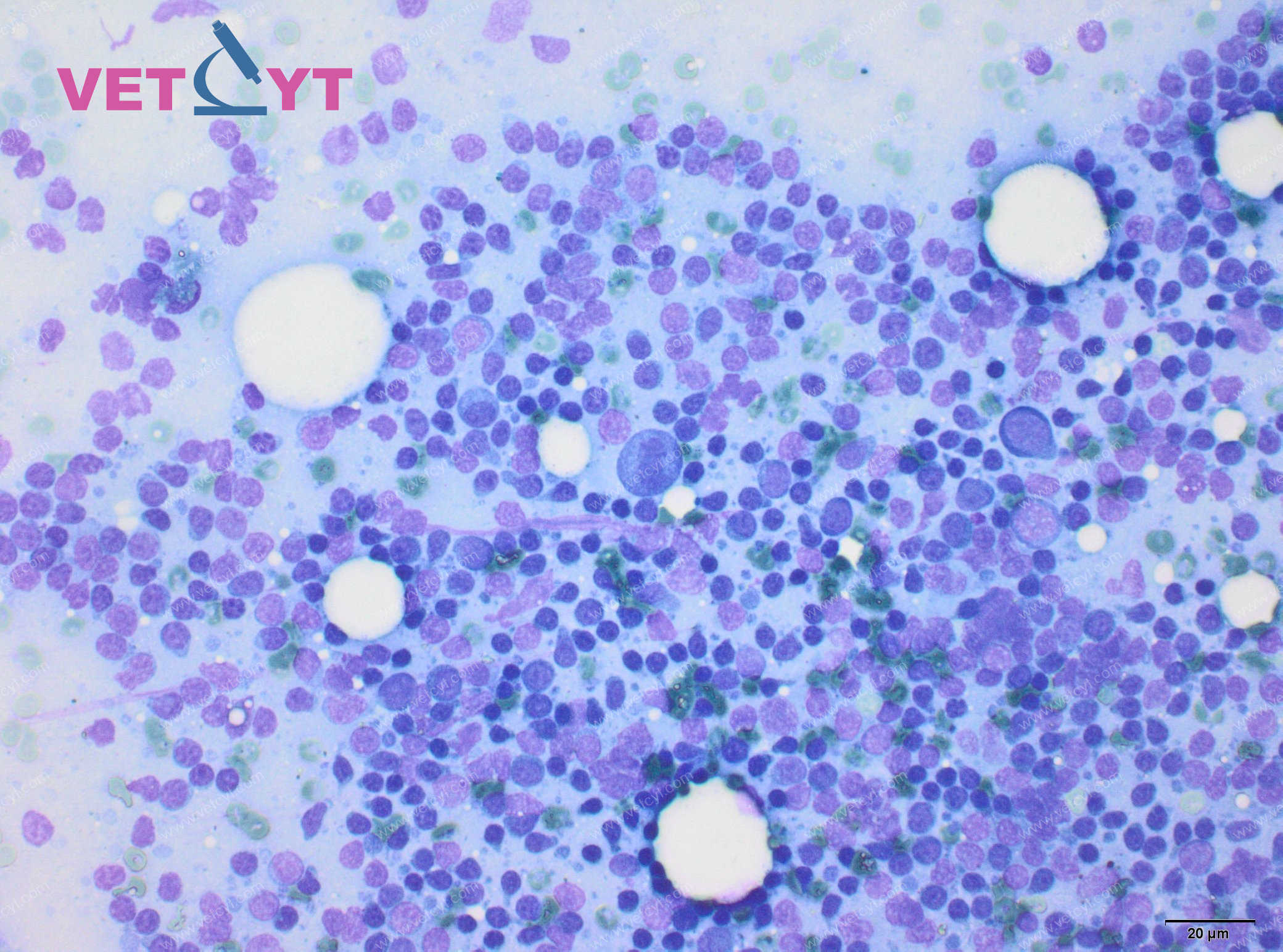 Nœud lymphatique réactionnel (chien)