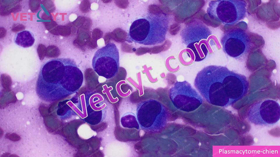 Plasmocytome (chien)